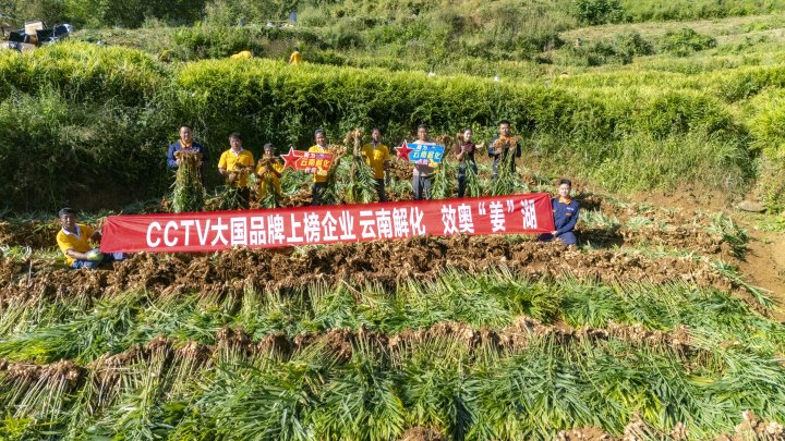 墨江象鼻村生姜大丰收！从莳植、施肥到采摘，云南解化全程“呵护”
